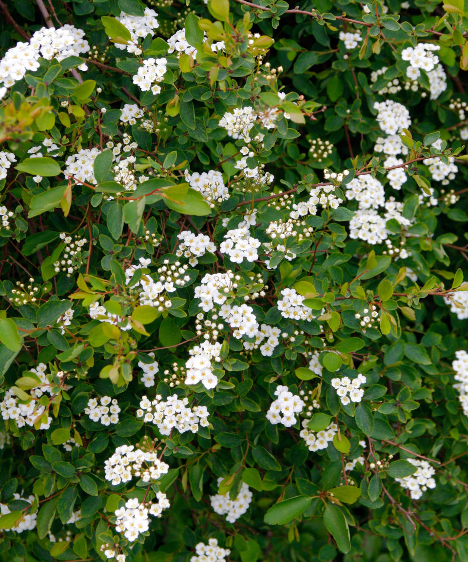 white spring flowers on a Spirea x vanhouttei