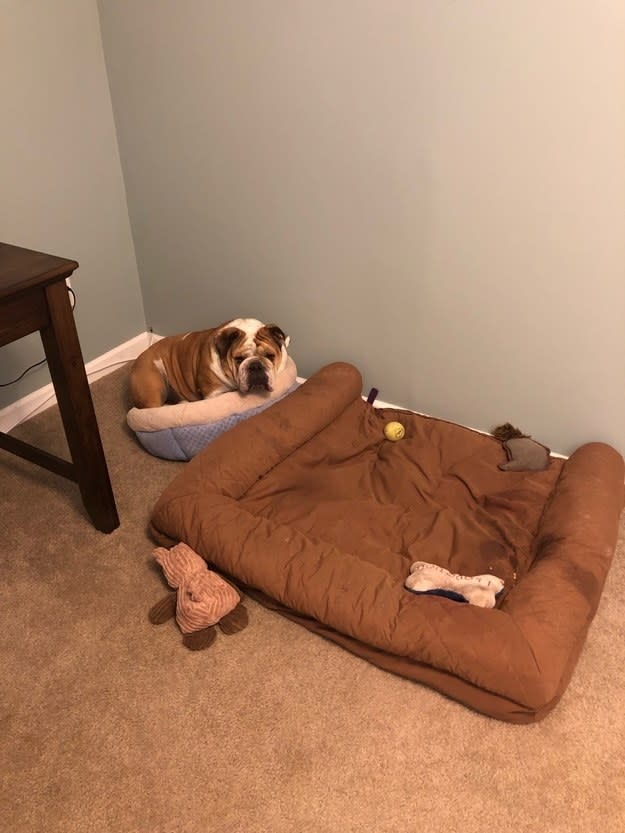 large dog in a small dog bed while a larger one is right next to it