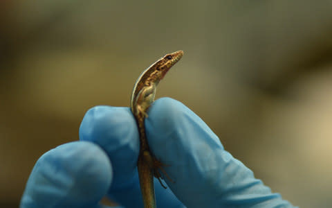Seven skinks have been born  - Credit: Chester Zoo