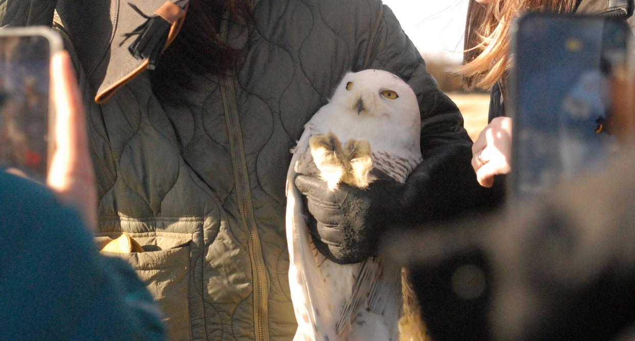 People photographed a snowy owl on Sunday, March 13 just minutes before it was released back into the wild by Epping's On the Wing organization, which rehabilitates raptors.