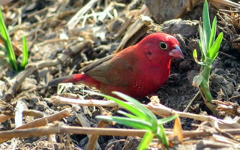 Red-billed firefinch - Credit: Getty