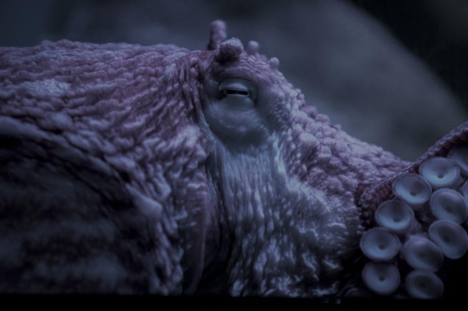 Un pulpo gigante del Pacífico en la exposición "Spineless" en el Acuario de Nueva York el lunes 24 de agosto de 2020, en Nueva York. El acuario reabrió a visitantes que tenían boletos reservados. Tras ser una de las ciudades más afectadas por la pandemia en Estados Unidos, Nueva York ha comenzado a reabrir sus centros culturales como museos y el acuario siguiendo medidas de seguridad. (Foto AP/Bebeto Matthews)