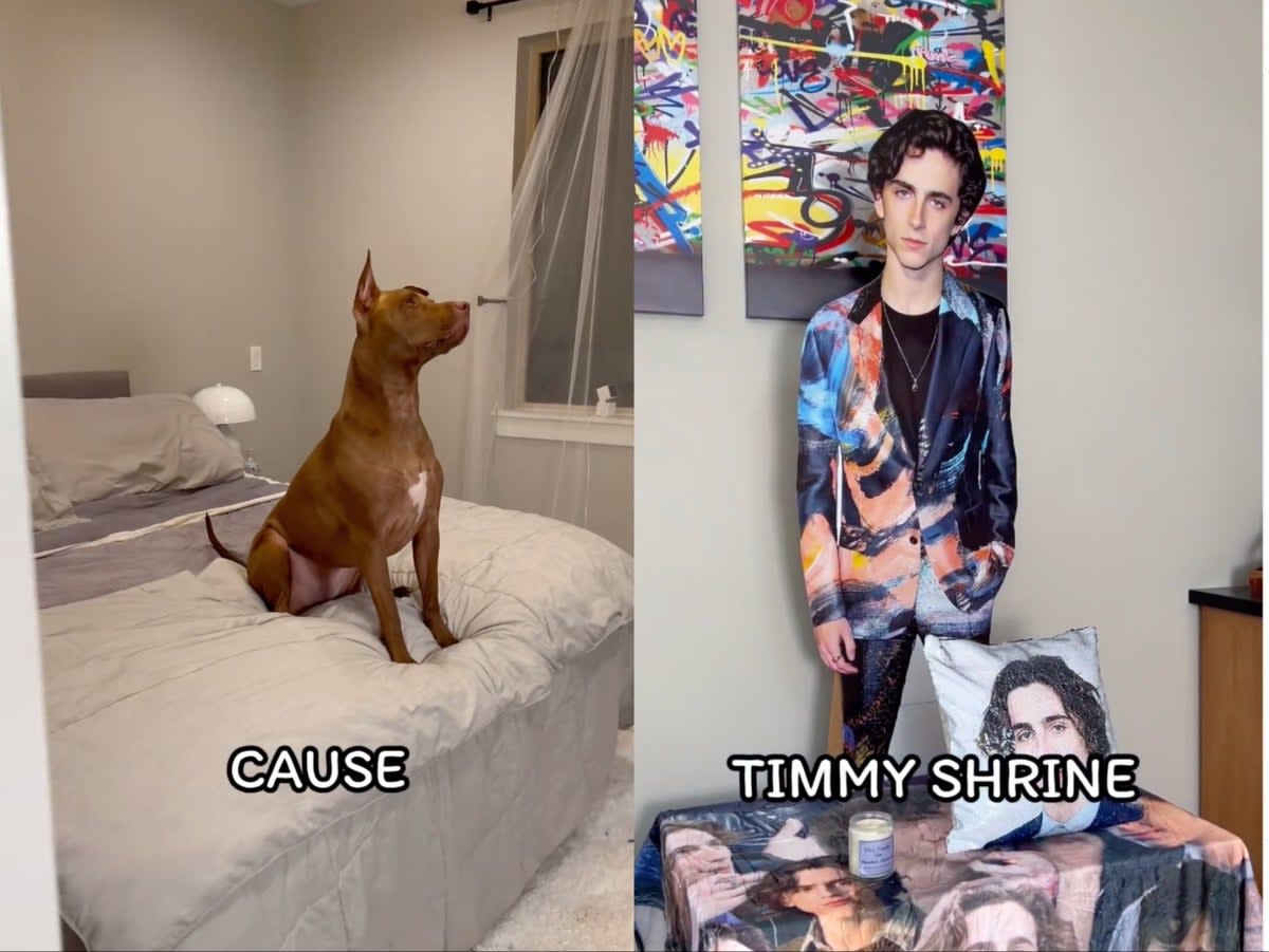 Dog ‘obsessed’ with Timothée Chalamet gifted a shrine to the actor (Instagram/@robbyandpenny)