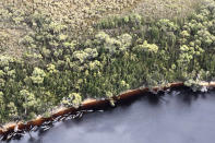 Whale carcasses are scattered along the water's edge near Strahan, Australia, Wednesday, Sept. 23, 2020. Authorities revised up the number of pilot whales rescued from Australia's worst-ever mass stranding from 50 to 70 on Thursday, Sept. 24, 2020, as the focus shifted to removing 380 carcasses from Tasmania state shallows. (Patrick Gee/Pool Photo via AP)