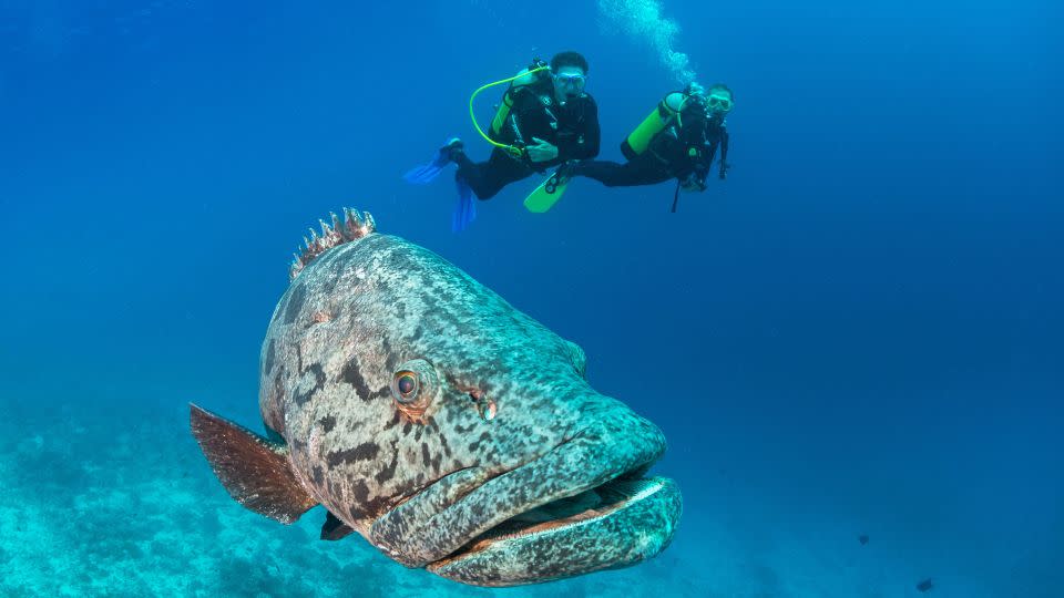 The luxury resort says it also invests in protecting marine life. - Blue Safari Seychelles