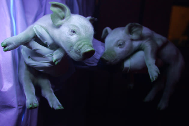 Biologist Yin Zhi holds the offspring of a genetically engineered pig, born with green patches when held up against ultraviolet light in Harbin on January 11, 2008 in northeast China's Harbin province. The second-in-command of a team carrying out cutting-edge research at the Northeast Agricultural University felt like a proud new father this winter when a set of genetically engineered green piglets saw the light of day, heralding a new chapter in Chinese science. Fame first came a year ago when the pig mother was born, virtually covered in a fluorescent green, even her tongue had the vaguely psychedelic hue, as the direct result of genetic engineering, but it is her offspring, the just born batch of piglets, who have sparked more interest from scientists because there's is a trait passed on from one generation to the next. AFP PHOTO/Frederic J. BROWN
