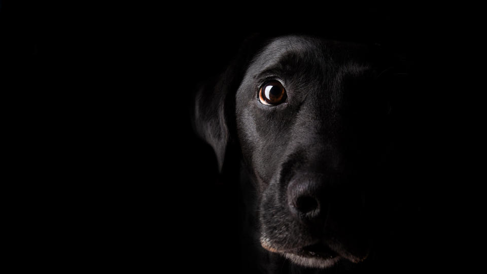 Look into a Labrador’s eyes...