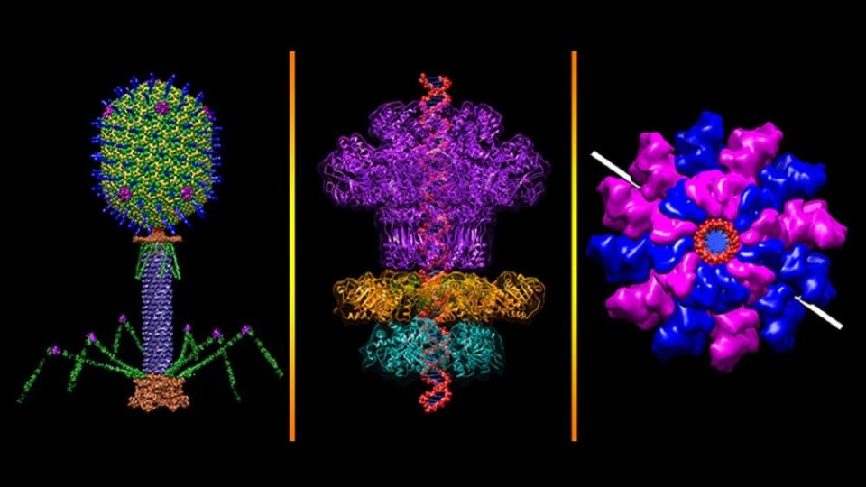 Bacteriophage that infects E. coli genetic material for phage therapy depicted by purple, pink, and green computer models