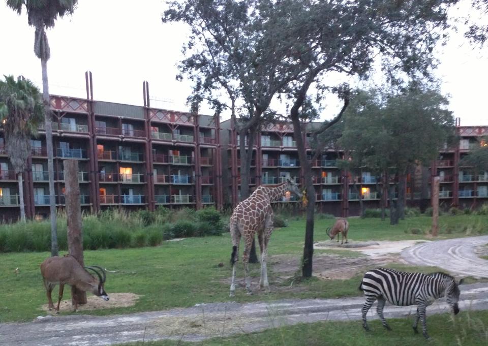 animals roaming about at animal kingdom lodge savanna area