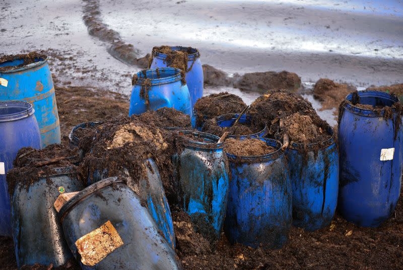 Barrels of leaked oil from the bulk carrier ship MV Wakashio, belonging to a Japanese company but Panamanian-flagged, that ran aground on a reef, are seen at Riviere des Creoles