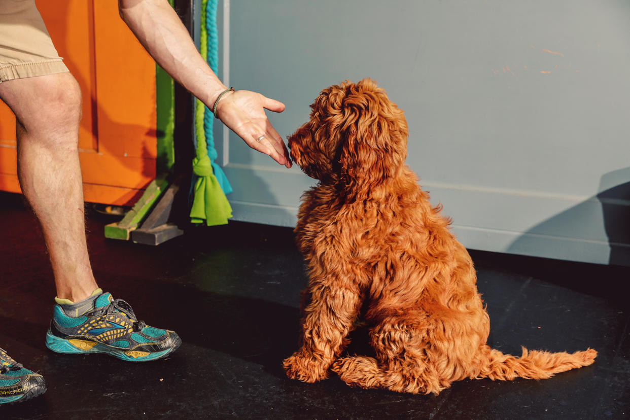 dog-training-positive-reinforcement