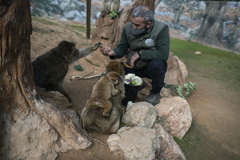 Zoo curator Adonis Balas feeds macaques at the Attica Zoological Park in Spata, near Athens, on Saturday, Jan. 23, 2021. After almost three months of closure due to COVID-19, Greece's only zoo could be approaching extinction: With no paying visitors or state aid big enough for its very particular needs, it still faces huge bills to keep 2,000 animals fed and healthy. (AP Photo/Petros Giannakouris)