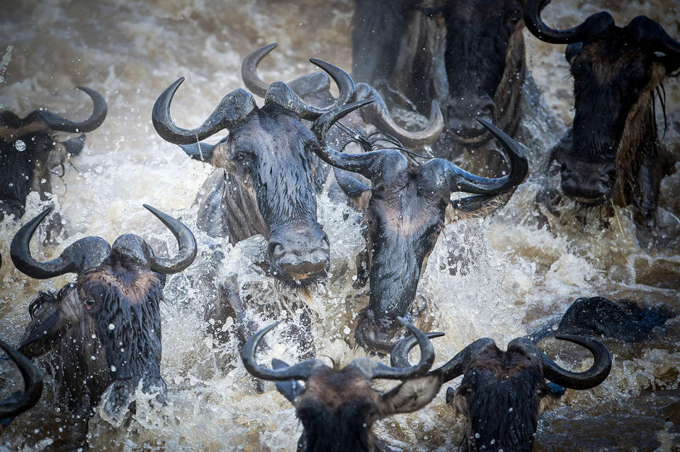 Herding home: Wildebeest photographed in mass migration