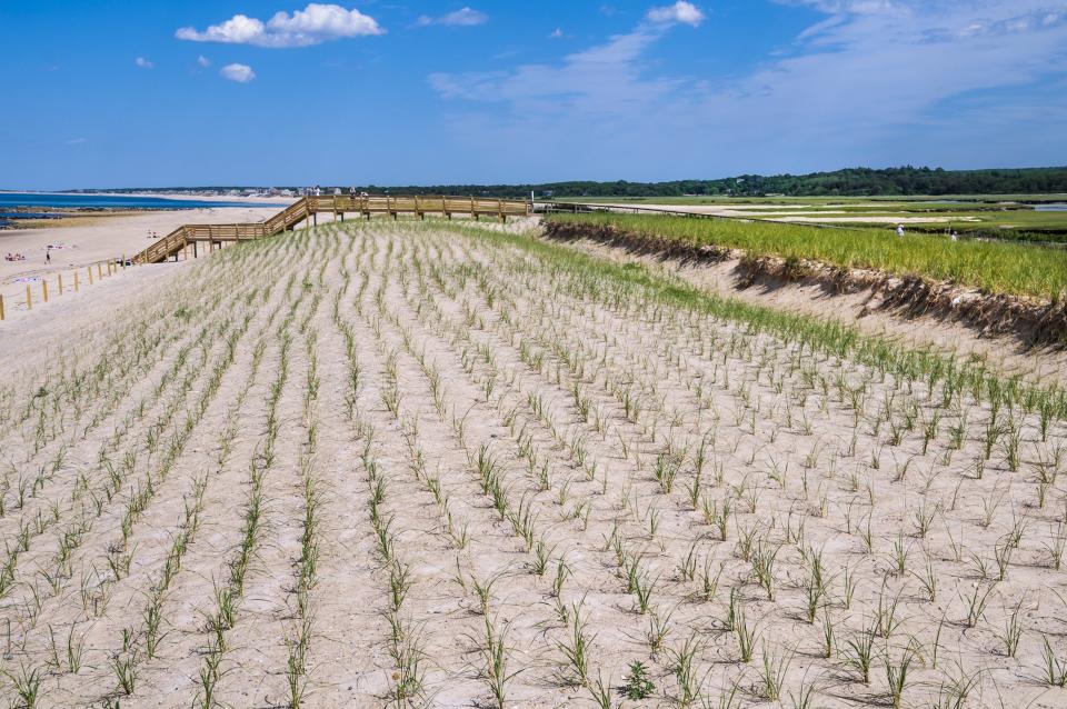 dune grass planting