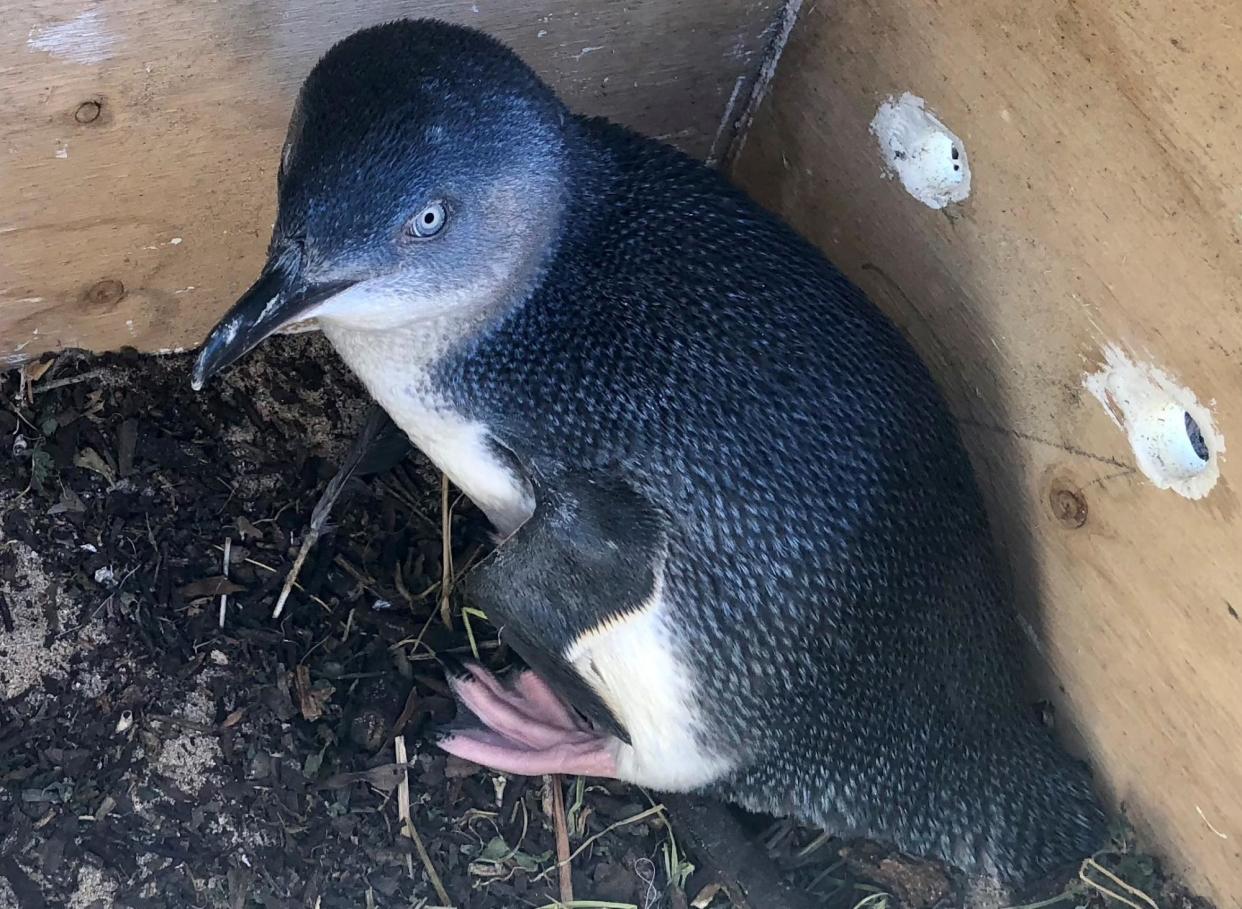 <span>A little penguin in a nesting box on Penguin Island.</span><span>Photograph: Dr Joe Fontaine/ Dr Erin Clitheroe</span>
