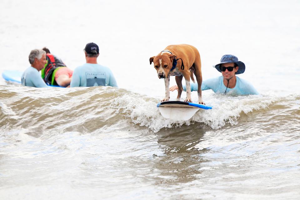 Dogs take to the surf Sept. 30 in St. Augustine Beach.