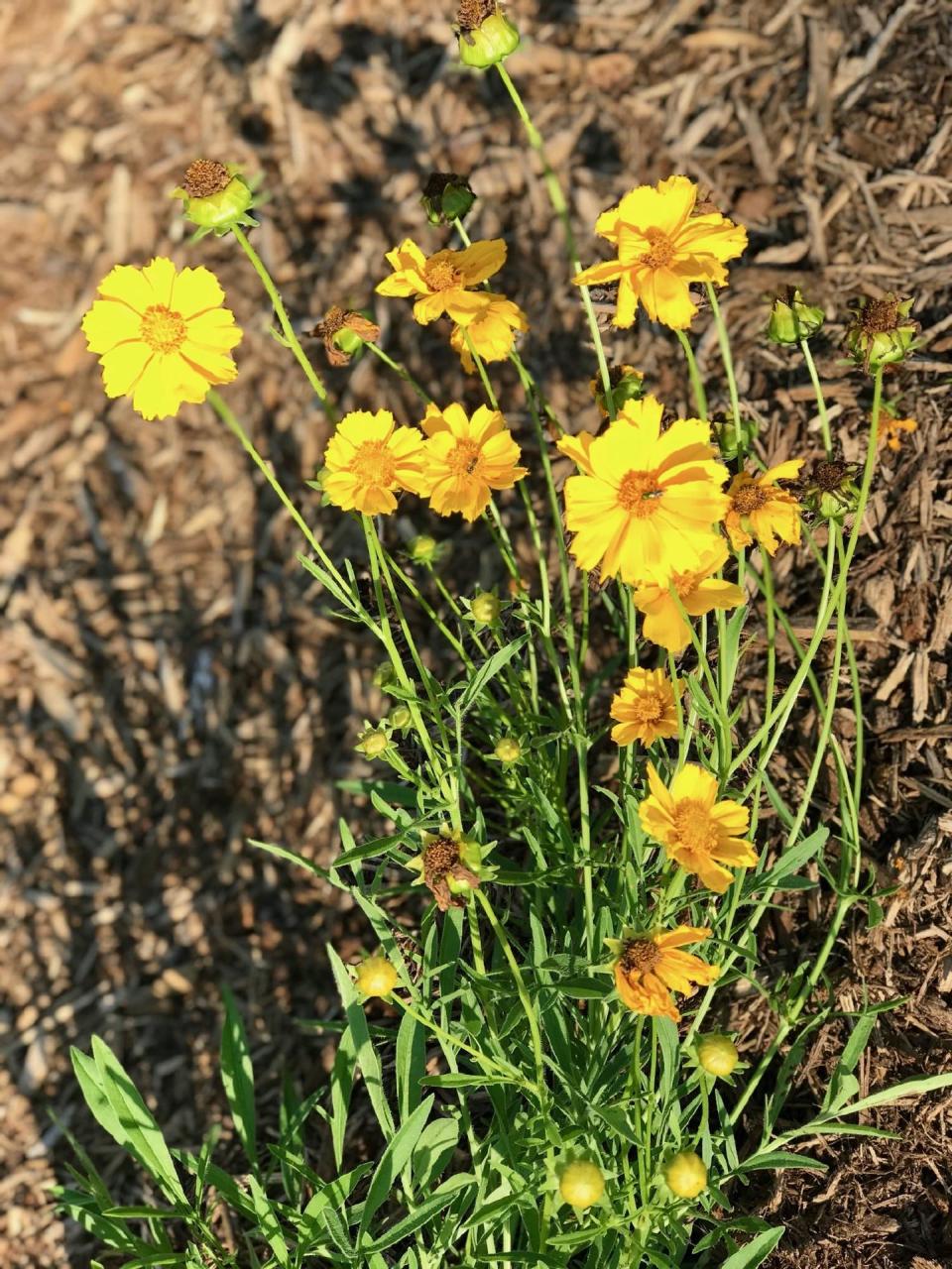 Ideal for gardens, lanceleaf coreopsis is a keystone plant in Wisconsin.