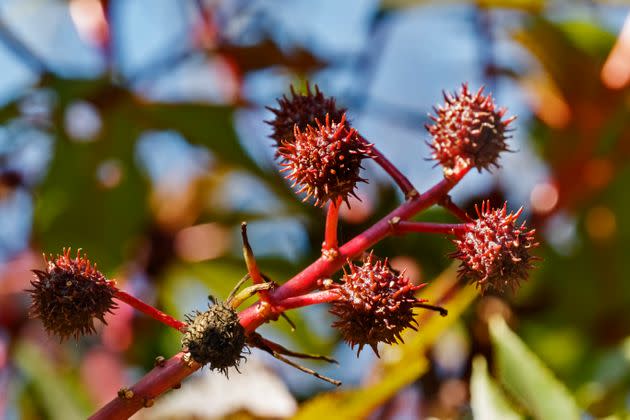 Castor bean (Ricinus communis) is highly dangerous for dogs and cats if they ingest the seed. (Photo: Vittoria Tempo / EyeEm via Getty Images)