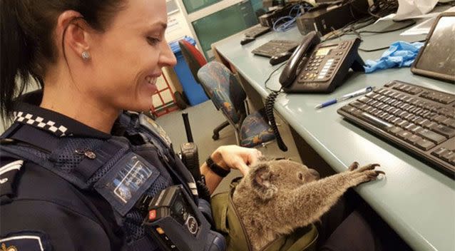 The marsupial weighs 1.5kg. Source: Queensland Police.