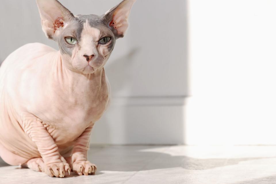 Sphynx