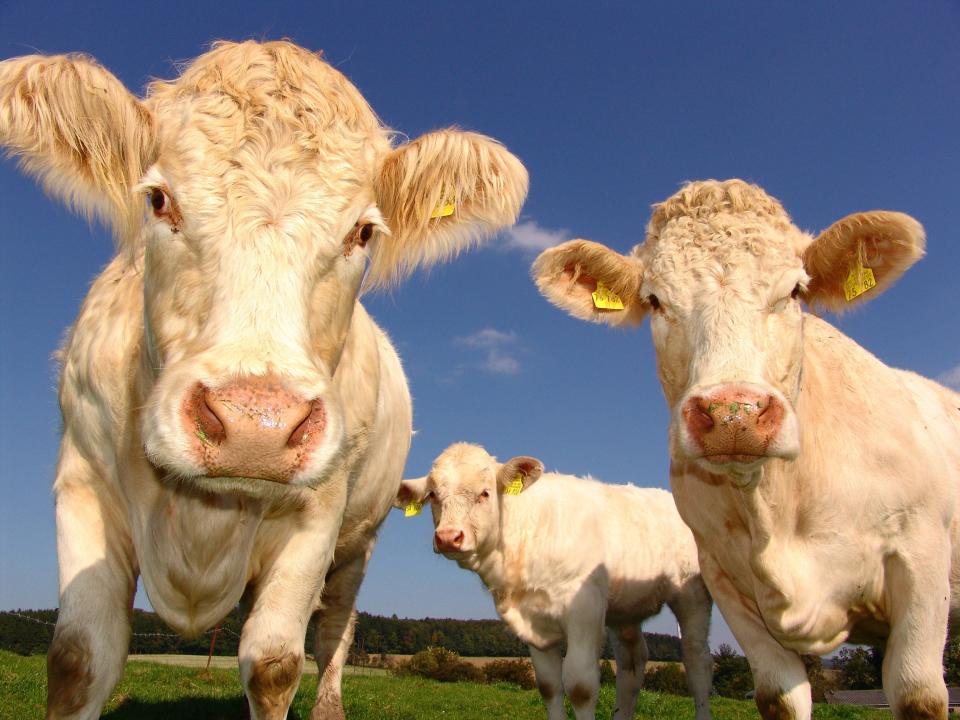 Cows enjoy grazing in this stock shot.