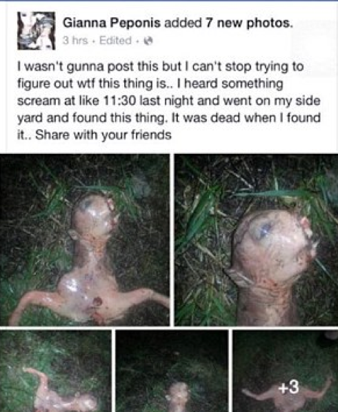 The unusual creature has baffled the Internet. Photo: Facebook.