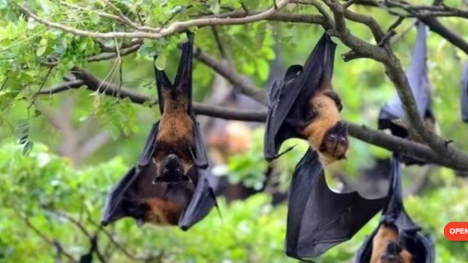 蝙蝠是唯一會飛行的哺乳動物。（圖／翻攝自hindustantimes）