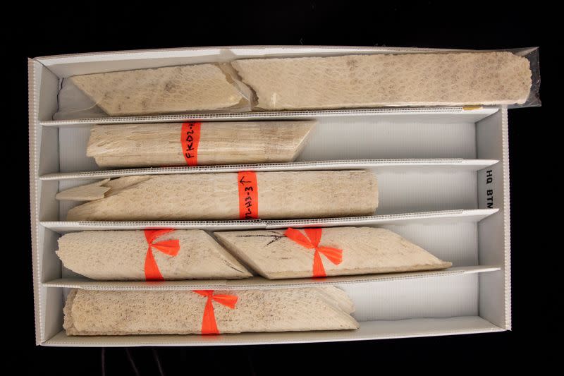 Coral cores recovered from Fiji by Braddock Linsley are shown inside of the Lamont-Doherty Earth Observatory of Columbia University in Palisades, New York