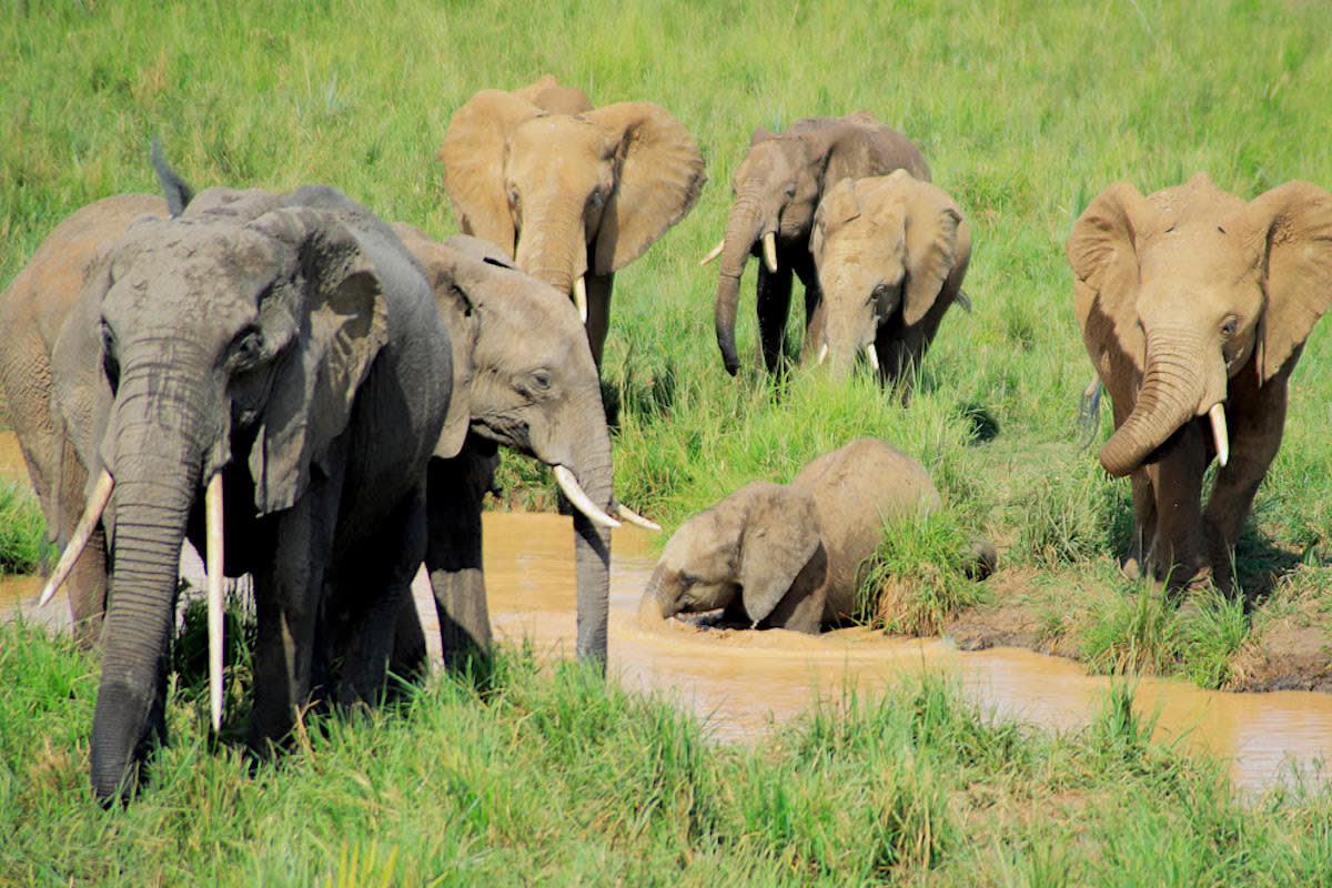 African elephants. Clinton Mwebaze / WCS 