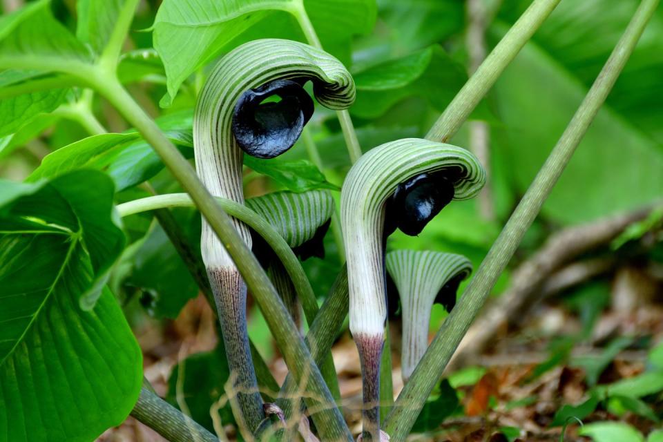 japanese cobra lily