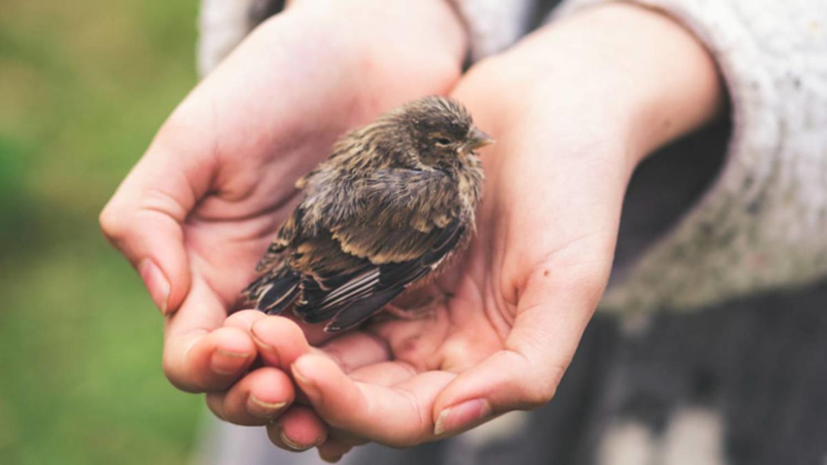 What to feed a baby bird: A vet's guide to caring for a fledgling