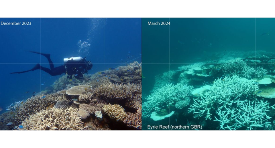 A side by side view of bleaching in Eyrie Reef near Lizard Island in 2023 vs 2024, showing more extreme bleaching this year. 