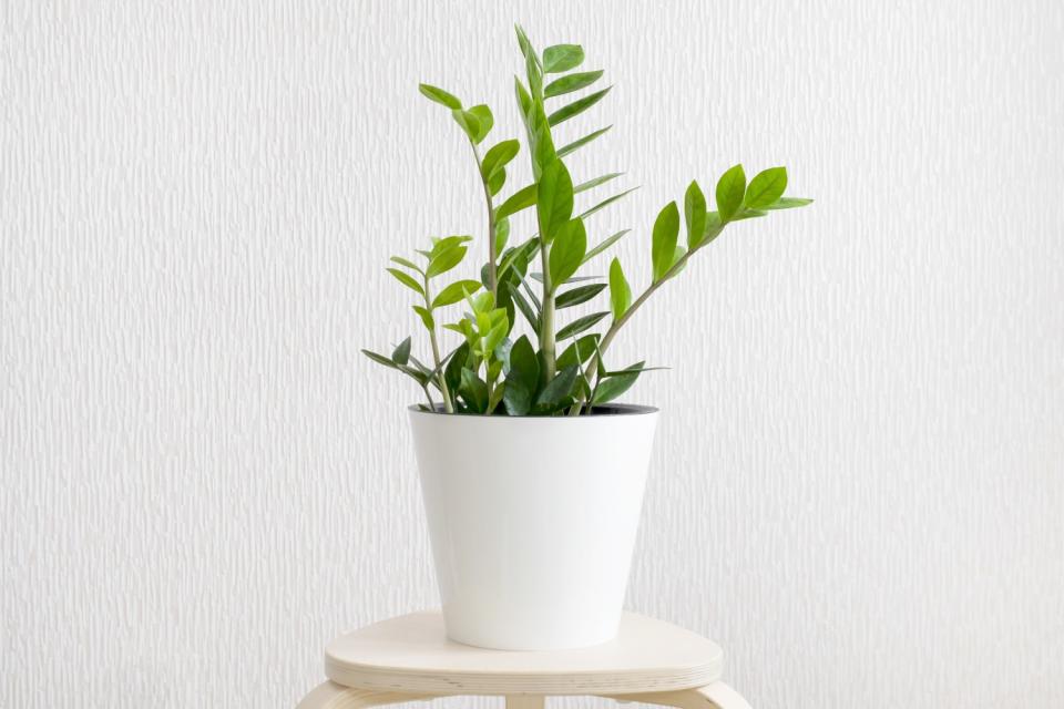 Zamioculcas Zamiifolia plant in a white flower pot .