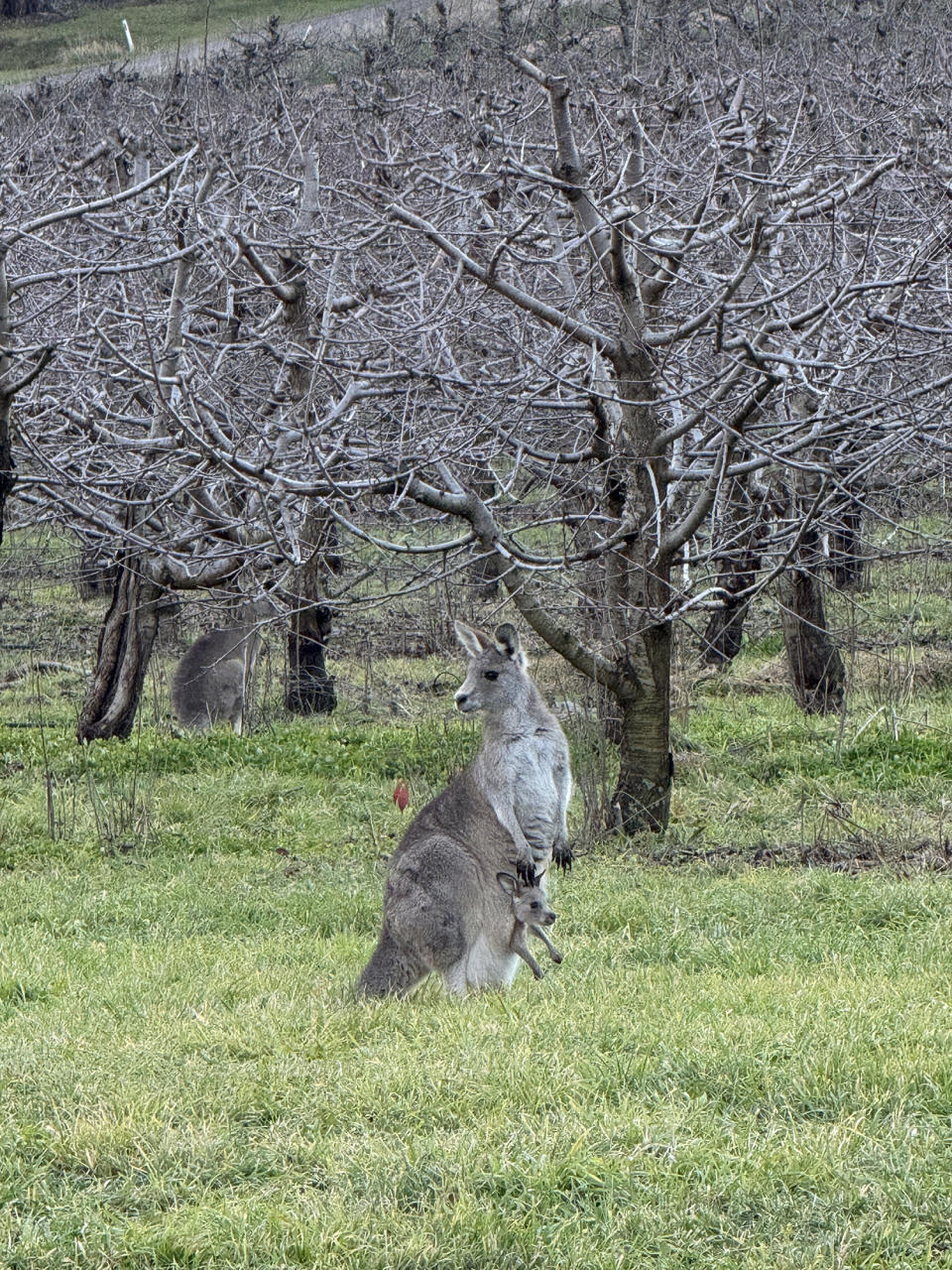 We saw several kangaroos (and a little joey!) right out the front of our suite. Photo: Yahoo Lifestyle