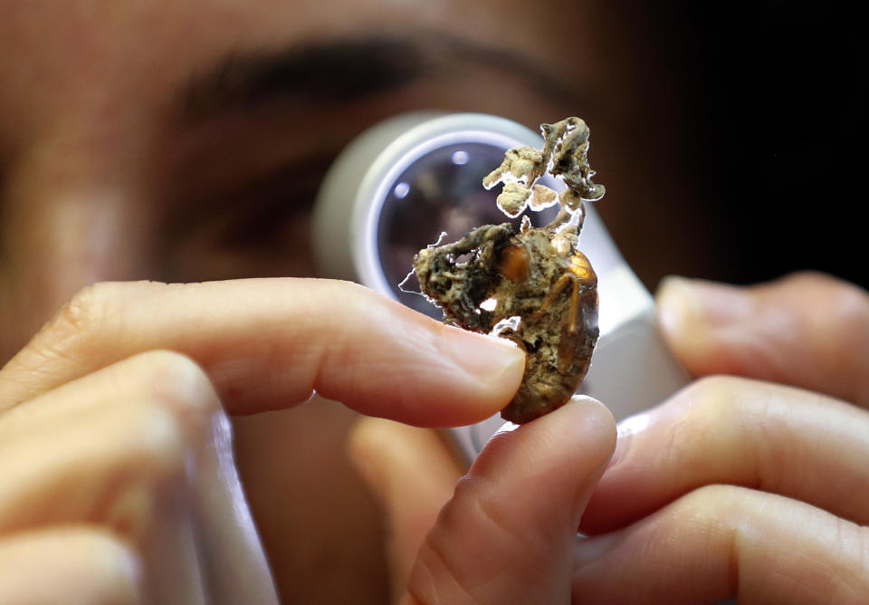 Scientist Ester Gaya examines the fungus Isaria sinclairii on an insect also known as a zombie fungus at Kew Gardens' fungarium in London, Tuesday, Sept. 11, 2018. Kew's first ever State of the World's Fungi report, is the first of its kind outlining the global state of fungi, reveals how important fungi are to all life on Earth. From those that cause havoc, to those that can heal and provide security to communities across the world, it presents the major issues affecting their diversity and abundance. (AP Photo/Frank Augstein)