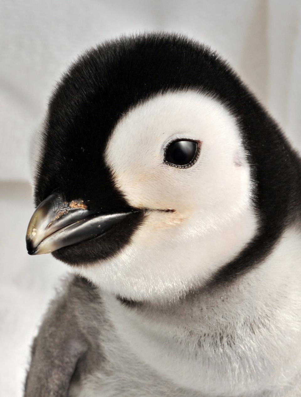 In this handout photo provided by SeaWorld San Diego, a new emperor penguin is pictured on Oct. 4, 2010, in San Diego, California.