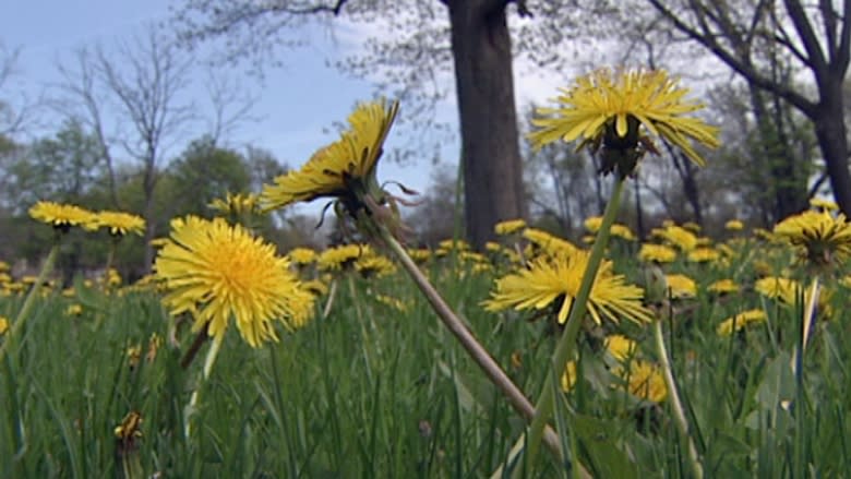 Summerside to launch pesticide free education campaign for residents