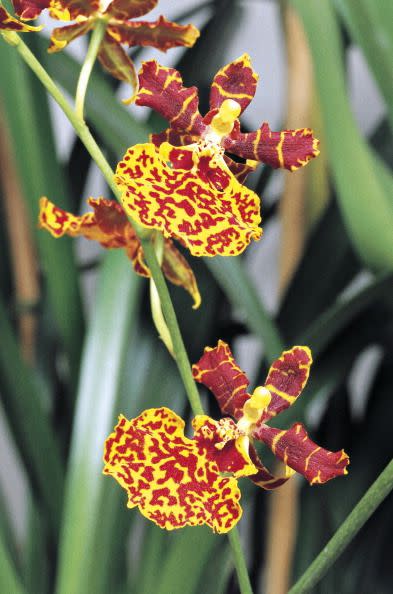 Oncidium