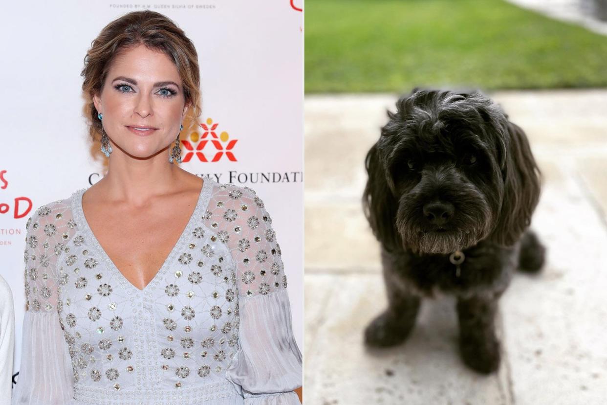 Princess Madeleine's new dog https://www.instagram.com/p/CjV2wmOr9pX/?hl=en