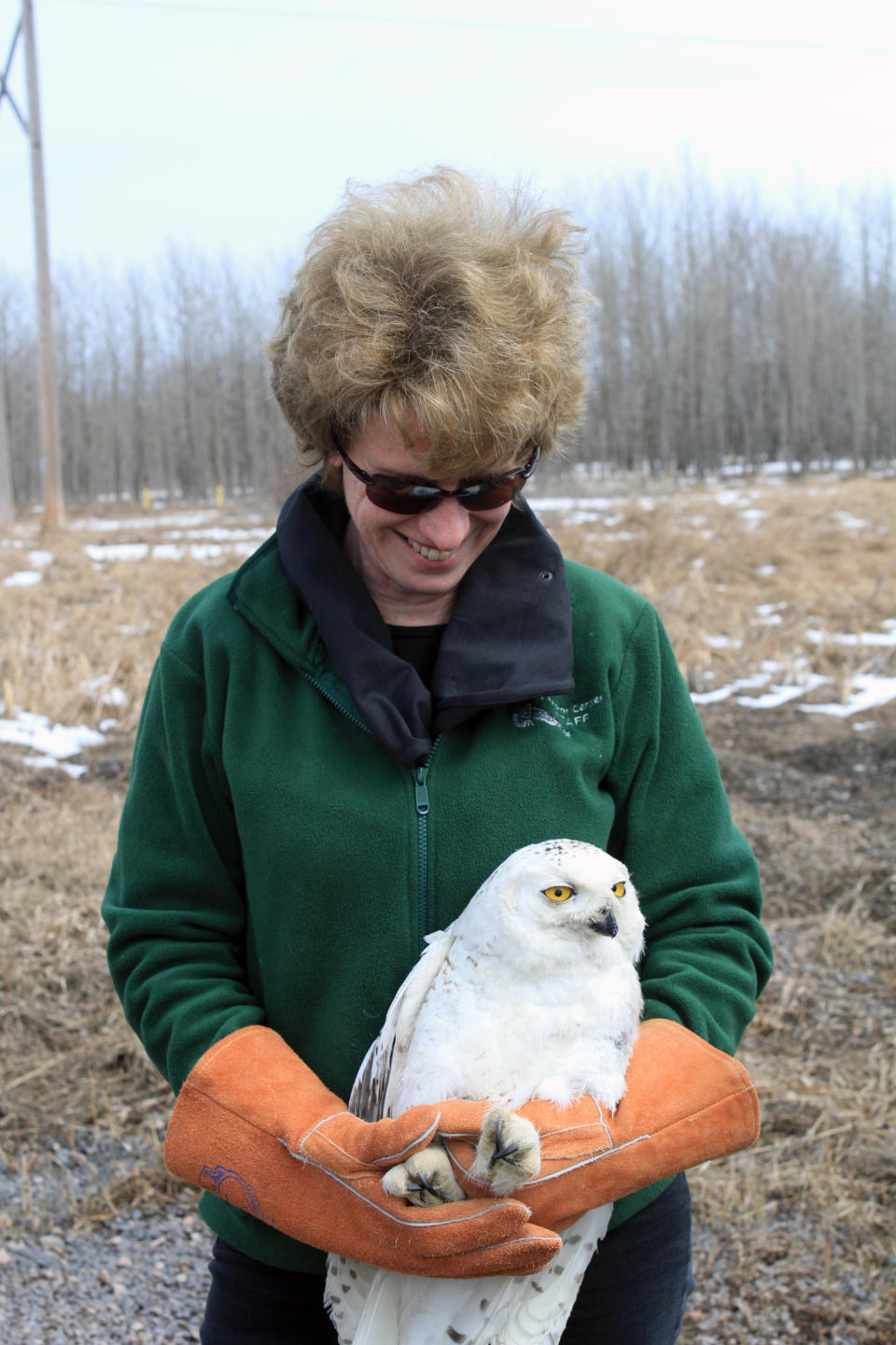 This photo provided by The Raptor Center at the University of Minnesota shows Julia Ponder, D.V.M., executive director of The Raptor Center at the University of Minnesota, preparing to release a snowy owl Saturday April 19, 2014, just outside of Superior, Wis. (AP Photo/The Raptor Center at the University of Minnesota)