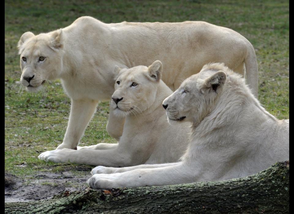 The white lions 'Snoary'(R) and 'Kotenay' (C) lie next to 'Brooks' for the first time in their 'drive through' enclosure at the Serengeti animal park in Hodenhagen, northern Germany on March 30, 2010. The three white lions arrived at the zoo mid January 2010 from South Africa. AFP PHOTO  DDP/ STEFAN SIMONSEN        GERMANY OUT (Photo credit should read STEFAN SIMONSEN/AFP/Getty Images)