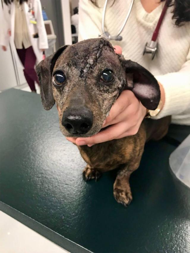 dachshund-gets-cancerous-bump-on-skull-removed-and-replaced-with-3d