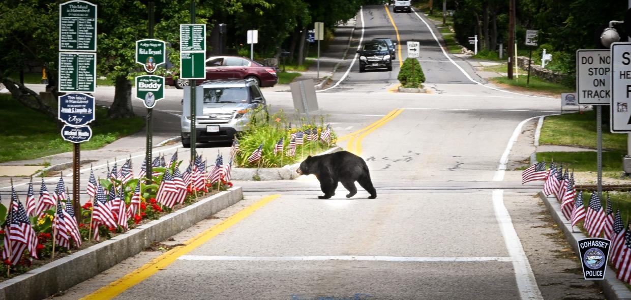 The South Shore black bear was spotted in Cohasset on Monday, June 19, 2023.