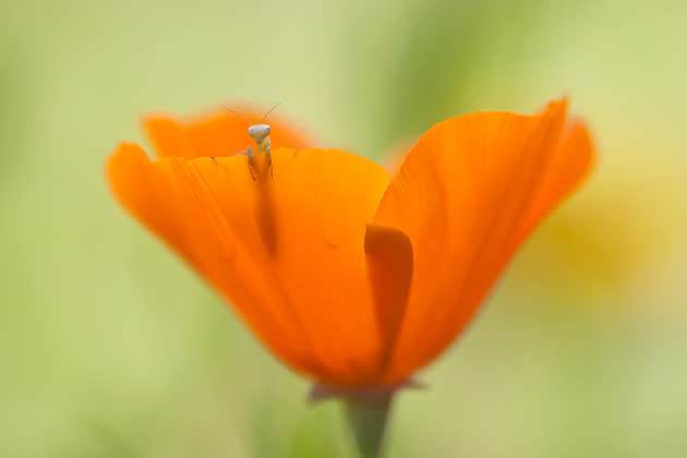 „Hallo, ist da jemand?“: Vorsichtig lugt die kleine, grüne Heuschrecke über das Blütenblatt. So ganz scheint sie noch nicht zu wissen, ob sie sich wirklich aus der knallroten Mohnblume herauswagen soll. (Bild: Fabien Bravin/Mehr Bilder finden Sie hier: <a href="http://ngm.nationalgeographic.com/ngm/photo-contest/2012/entries/recent-entries/" rel="nofollow noopener" target="_blank" data-ylk="slk:National Geographic Photo Contest;elm:context_link;itc:0;sec:content-canvas" class="link ">National Geographic Photo Contest</a>)