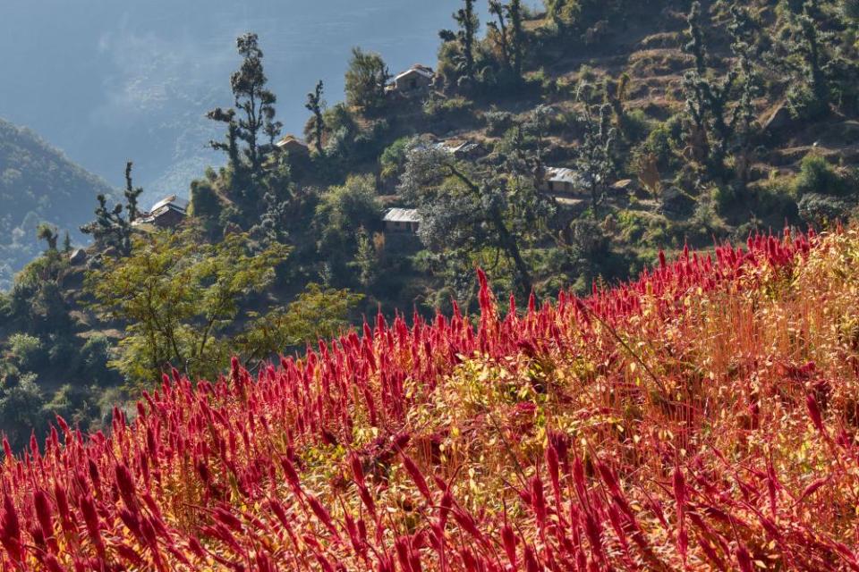 There are are 60 species of amaranth, including many valued as leaf vegetables and cereals as well as ornamental plants.