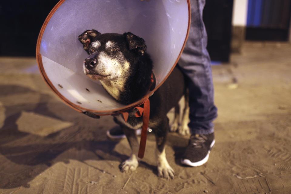 En esta foto del 23 de febrero de 2020, Beto y su dueño asisten a una misa al aire libre para personas que murieron cuando un camión cisterna que transportaba gas natural explotó en su vecindario, un mes después de la tragedia, en Lima, Perú. Beto resultó herido en la explosión y perdió la visión. (AP Foto / Martín Mejía)