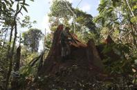 A police officer inspects a tree illegally felled in the Amazon rainforest in Jamanxim National Park near the city of Novo Progresso, Para State in this June 21, 2013 file photo. To match Special Report BRAZIL-DEFOREST/ REUTERS/Nacho Doce/Files (BRAZIL - Tags: ENVIRONMENT CRIME LAW POLITICS BUSINESS)