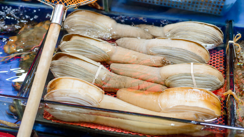 fresh geoduck at market