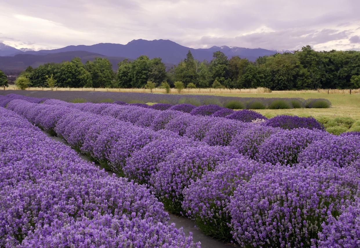 Sequim, Washington lavender fields