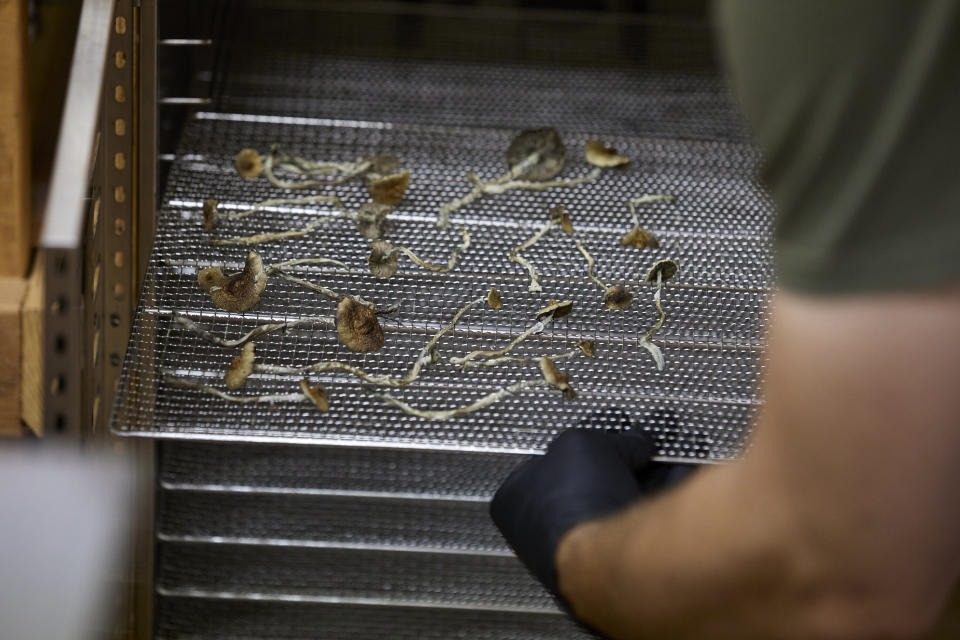 Gared Hansen places a rack of psilocybin mushrooms into a dryer the Uptown Fungus lab in Springfield, Ore., Monday, Aug. 14, 2023. (AP Photo/Craig Mitchelldyer)